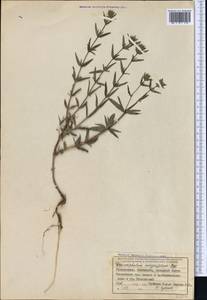 Dracocephalum integrifolium Bunge, Middle Asia, Western Tian Shan & Karatau (M3) (Uzbekistan)
