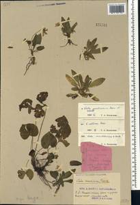 Viola gmeliniana Roem. & Schult., Siberia, Russian Far East (S6) (Russia)