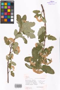 Sorbus, Eastern Europe, Moscow region (E4a) (Russia)