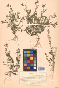 Chaenorhinum minus, Eastern Europe, Moscow region (E4a) (Russia)