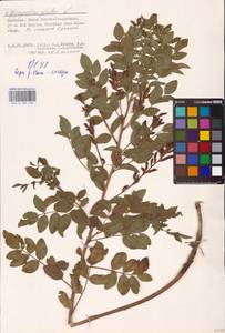 Glycyrrhiza glabra L., Eastern Europe, Lower Volga region (E9) (Russia)