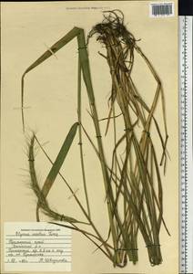 Elymus dahuricus Griseb., Siberia, Russian Far East (S6) (Russia)