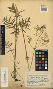 Valeriana rossica P. A. Smirn., Eastern Europe, Moscow region (E4a) (Russia)