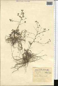 Thalictrum isopyroides C. A. Mey., Middle Asia, Kopet Dag, Badkhyz, Small & Great Balkhan (M1) (Turkmenistan)