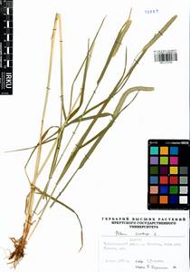 Phleum pratense L., Siberia, Baikal & Transbaikal region (S4) (Russia)
