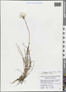 Eriophorum humile Turcz. ex Steud., Siberia, Baikal & Transbaikal region (S4) (Russia)