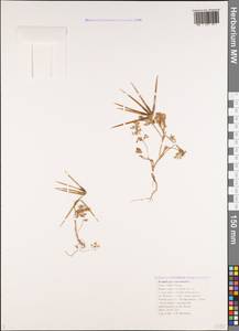 Scandix pecten-veneris L., Caucasus, Black Sea Shore (from Novorossiysk to Adler) (K3) (Russia)