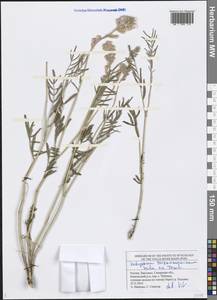 Hedysarum razoumowianum Helm & Fisch. ex DC., Eastern Europe, Middle Volga region (E8) (Russia)