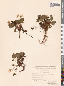 Viola sacchalinensis H.Boissieu, Siberia, Russian Far East (S6) (Russia)