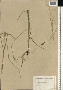 Carex elongata L., Eastern Europe, Moscow region (E4a) (Russia)