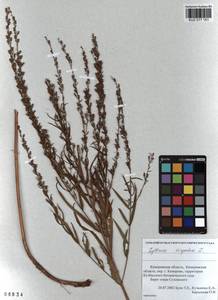 Lythrum virgatum L., Siberia, Altai & Sayany Mountains (S2) (Russia)