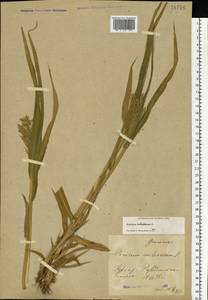 Panicum miliaceum L., Eastern Europe, Central forest-and-steppe region (E6) (Russia)