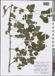 Rubus ibericus Juz., Caucasus, Black Sea Shore (from Novorossiysk to Adler) (K3) (Russia)