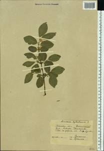 Lonicera xylosteum L., Eastern Europe, Moscow region (E4a) (Russia)