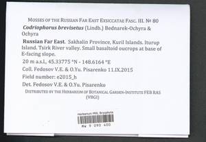 Dilutineuron brevisetum (Lindb.) Bedn.-Ochyra, Sawicki, Ochyra, Szczecińska & Plášek, Bryophytes, Bryophytes - Russian Far East (excl. Chukotka & Kamchatka) (B20) (Russia)