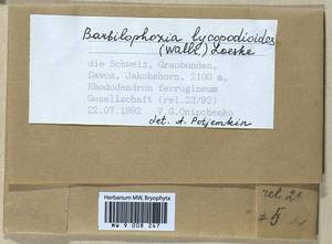 Barbilophozia lycopodioides (Wallr.) Loeske, Bryophytes, Bryophytes - Western Europe (BEu) (Switzerland)