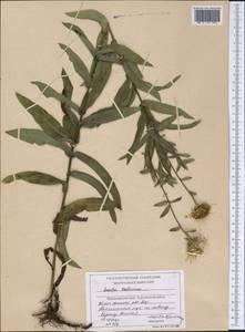 Pentanema salicinum (L.) D. Gut. Larr., Santos-Vicente, Anderb., E. Rico & M. M. Mart. Ort., Siberia, Central Siberia (S3) (Russia)