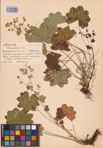 Alchemilla, Eastern Europe, Western region (E3) (Russia)