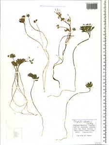 Corydalis alpestris C. A. Mey., Caucasus, Stavropol Krai, Karachay-Cherkessia & Kabardino-Balkaria (K1b) (Russia)