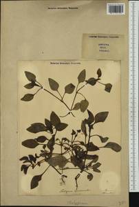 Theligonum cynocrambe L., Western Europe (EUR) (Italy)