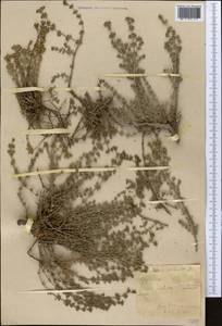 Frankenia hirsuta L., Middle Asia, Caspian Ustyurt & Northern Aralia (M8) (Kazakhstan)
