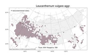 Leucanthemum vulgare Lam., Atlas of the Russian Flora (FLORUS) (Russia)
