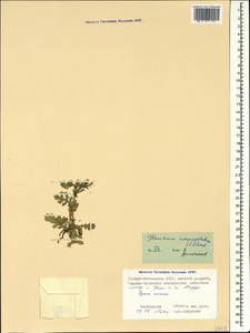 Glaucium corniculatum (L.) Rudolph, Caucasus, North Ossetia, Ingushetia & Chechnya (K1c) (Russia)