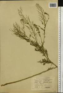 Descurainia sophia (L.) Webb ex Prantl, Eastern Europe, Moscow region (E4a) (Russia)