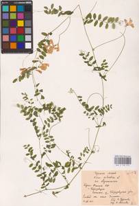 Vicia sylvatica L., Eastern Europe, Northern region (E1) (Russia)