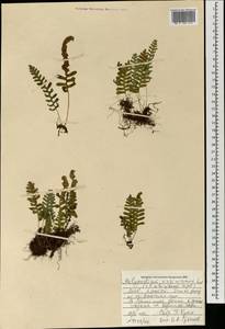 Polypodium sibiricum Sipliv., Mongolia (MONG) (Mongolia)