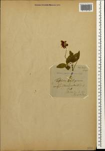 Trifolium ambiguum M.Bieb., Caucasus, Stavropol Krai, Karachay-Cherkessia & Kabardino-Balkaria (K1b) (Russia)