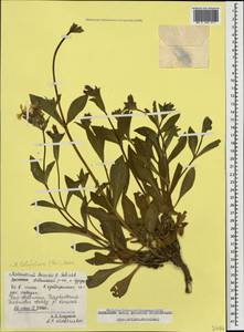 Silene latifolia subsp. latifolia, Caucasus, Dagestan (K2) (Russia)