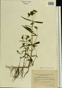 Bidens cernua L., Eastern Europe, West Ukrainian region (E13) (Ukraine)