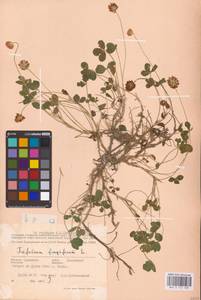 Trifolium fragiferum L., Eastern Europe, South Ukrainian region (E12) (Ukraine)