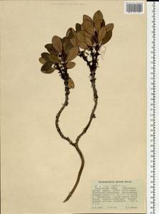 Rhododendron aureum Georgi, Siberia, Russian Far East (S6) (Russia)
