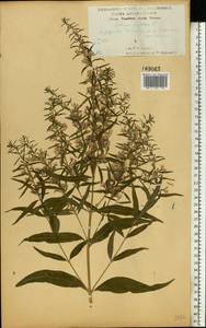 Lythrum virgatum L., Eastern Europe, Central forest-and-steppe region (E6) (Russia)