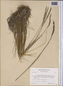 Elymus violaceus (Hornem.) J.Feilberg, America (AMER) (Greenland)