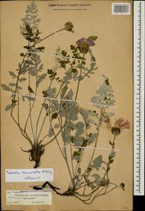 Psephellus leucophyllus (M. Bieb.) C. A. Mey., Caucasus, Stavropol Krai, Karachay-Cherkessia & Kabardino-Balkaria (K1b) (Russia)