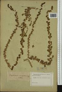 Camphorosma monspeliaca, Botanic gardens and arboreta (GARD) (Not classified)