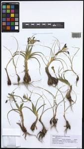 Iris rodionenkoi (Lazkov & Naumenko) T.Hall, Middle Asia, Western Tian Shan & Karatau (M3) (Kyrgyzstan)