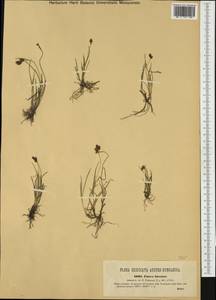 Carex bicolor Bellardi ex All., Western Europe (EUR) (Austria)