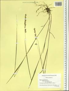 Melica nutans L., Siberia, Baikal & Transbaikal region (S4) (Russia)