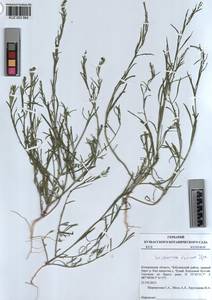 KUZ 003 564, Corispermum sibiricum Iljin, Siberia, Altai & Sayany Mountains (S2) (Russia)