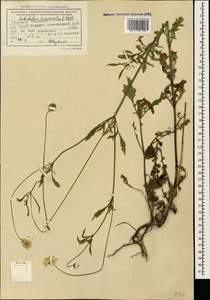 Scabiosa bipinnata K. Koch, Caucasus, Abkhazia (K4a) (Abkhazia)