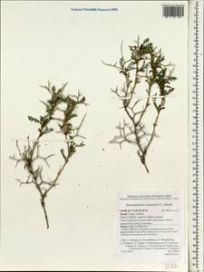Sarcopoterium spinosum (L.) Spach, South Asia, South Asia (Asia outside ex-Soviet states and Mongolia) (ASIA) (Israel)
