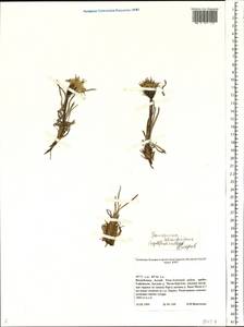 Saussurea schanginiana (Wydler) Fisch. ex Herder, Siberia, Altai & Sayany Mountains (S2) (Russia)