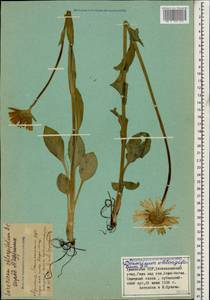 Doronicum oblongifolium A. DC., Caucasus, Armenia (K5) (Armenia)