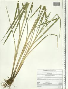 Glyceria lithuanica (Gorski) Gorski, Siberia, Altai & Sayany Mountains (S2) (Russia)