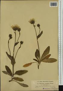 Hieracium dentatum subsp. trefferianum (Nägeli & Peter) Zahn, Western Europe (EUR) (Austria)