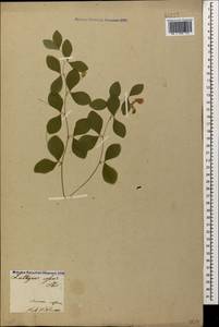 Lathyrus roseus Steven, Caucasus, Armenia (K5) (Armenia)